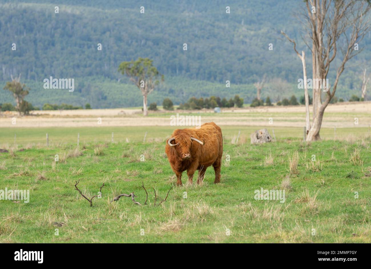 Highland-Rinder gedeihen im wechselnden Klima Tasmaniens, sie lieben die kalten Winter mit ihrem dicken Doppelmantel Stockfoto