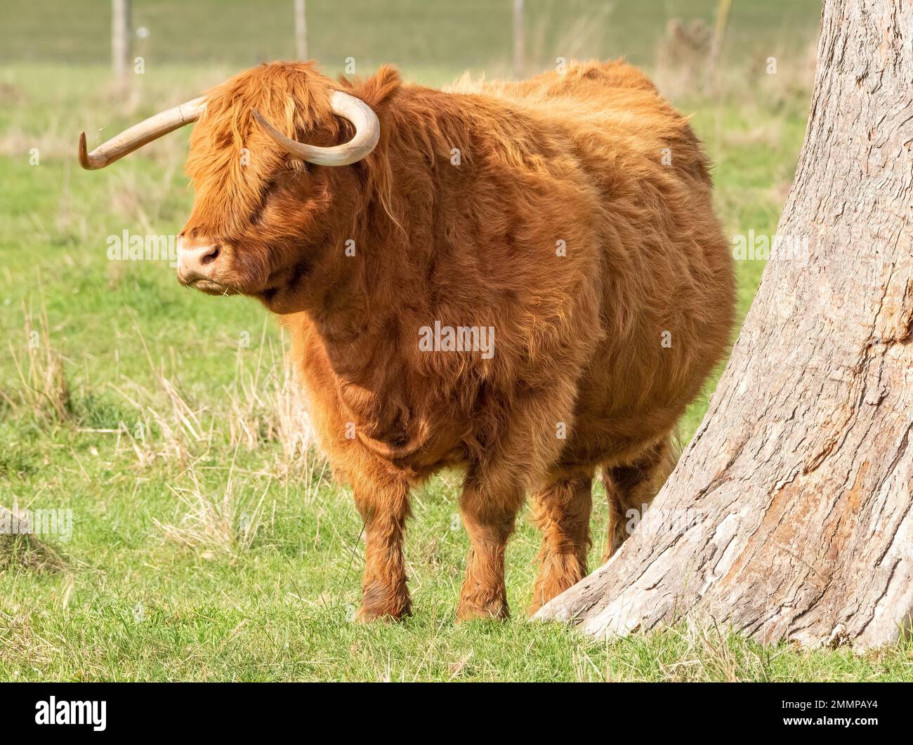 Highland-Rinder gedeihen im wechselnden Klima Tasmaniens, sie lieben die kalten Winter mit ihrem dicken Doppelmantel Stockfoto