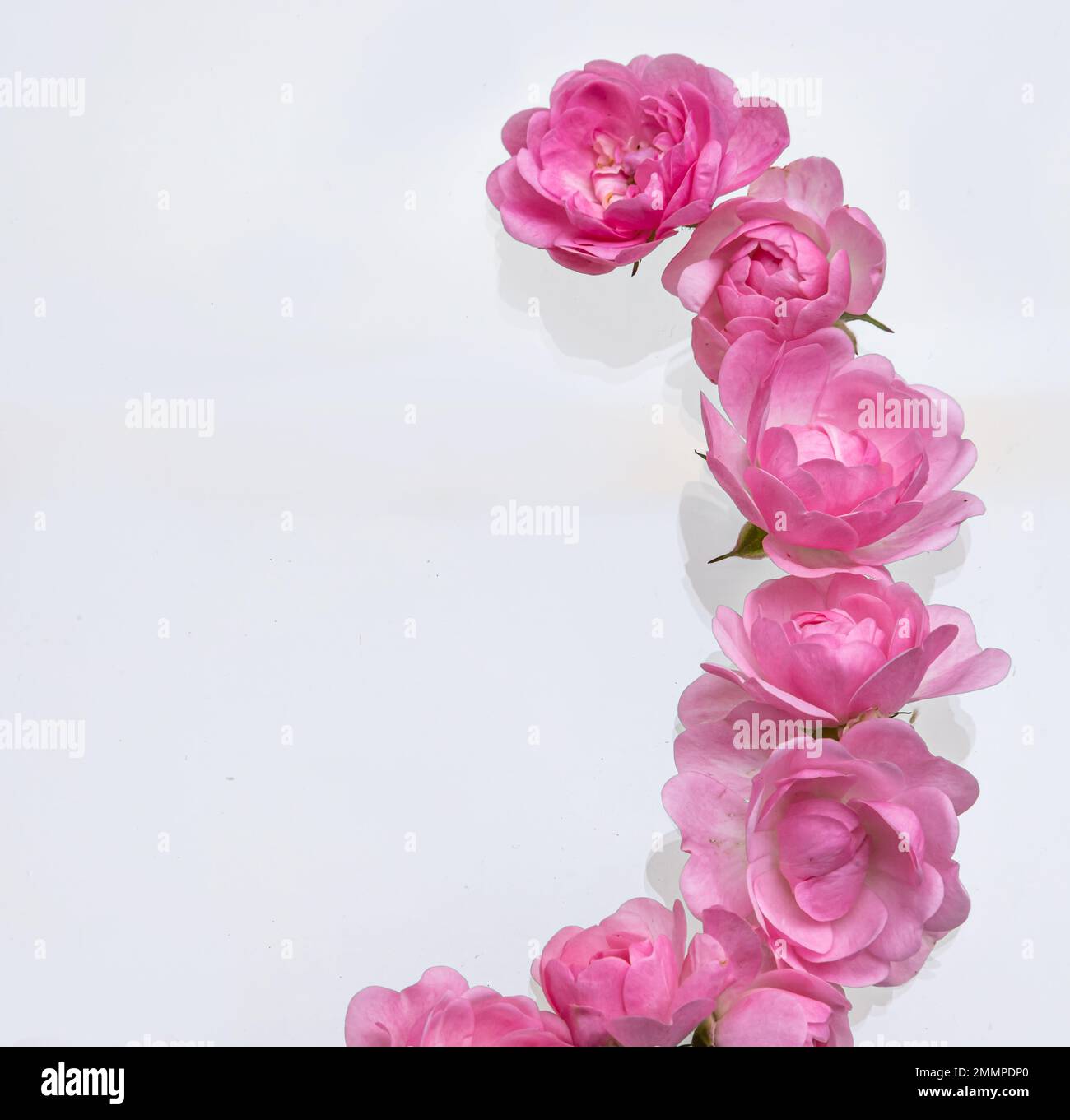 Rosenstrauß mit freiem Platz für Text. Stockfoto