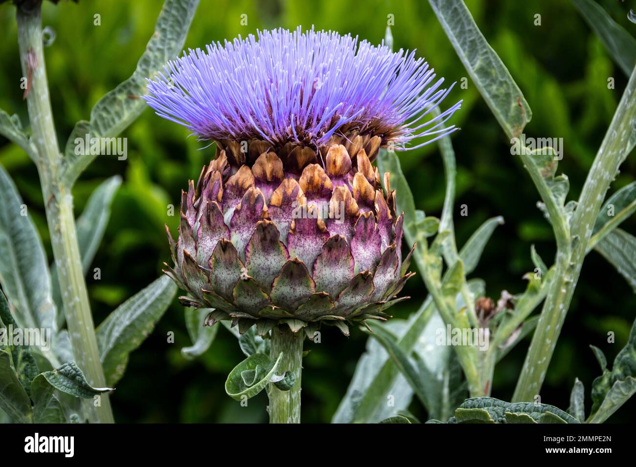 Große Distelblume, Botanischer Garten, Wellington, Nordinsel, Neuseeland Stockfoto