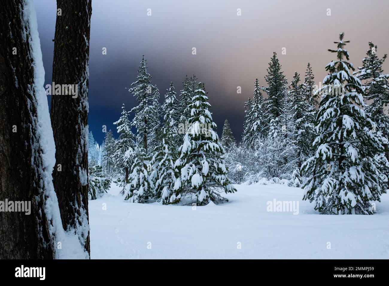 Winterlandschaft und Schneewaldlandschaft - Kalifornien Stockfoto