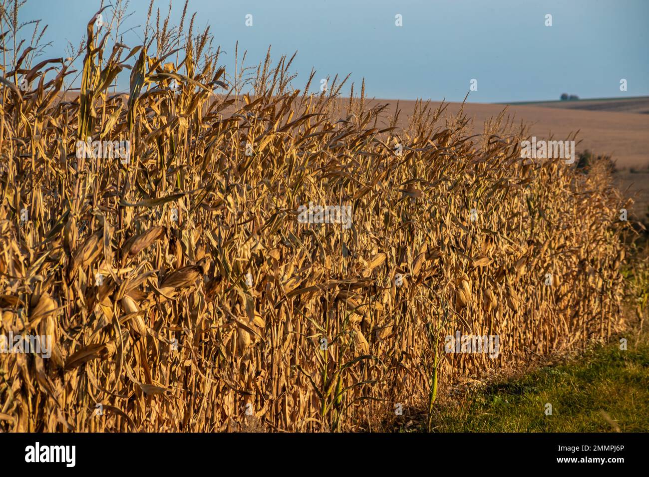 Maisfeld mit reifen Maispflanzen, die im Herbst geerntet werden können. Stockfoto