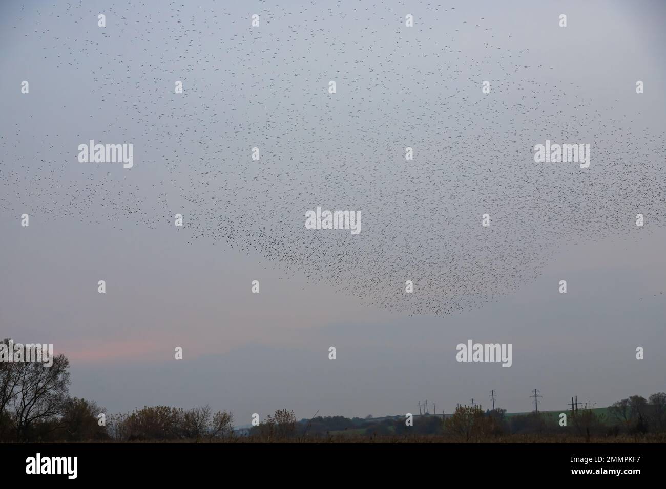 Schöne große Herde Stare. Im Januar und Februar versammelten sich Hunderttausende Stare in riesigen Wolken. Starling-Murmationen. Stockfoto