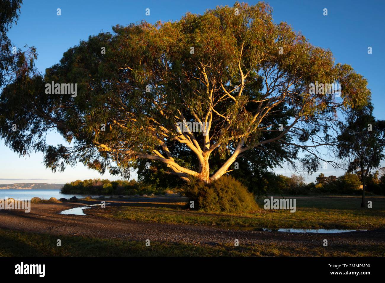 Eukalyptusbaum mit weißer Rinde, Motuoapu, Lake Taupo, Nordinsel, Neuseeland Stockfoto