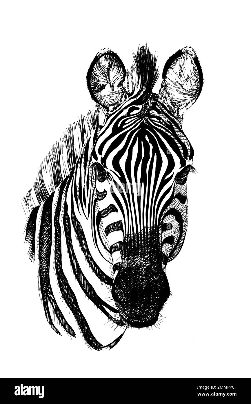 Handgezeichnetes Zebraporträt, Skizzendiagramme monochrome Illustration auf weißem Hintergrund (Originale, keine Nachzeichnung) Stockfoto