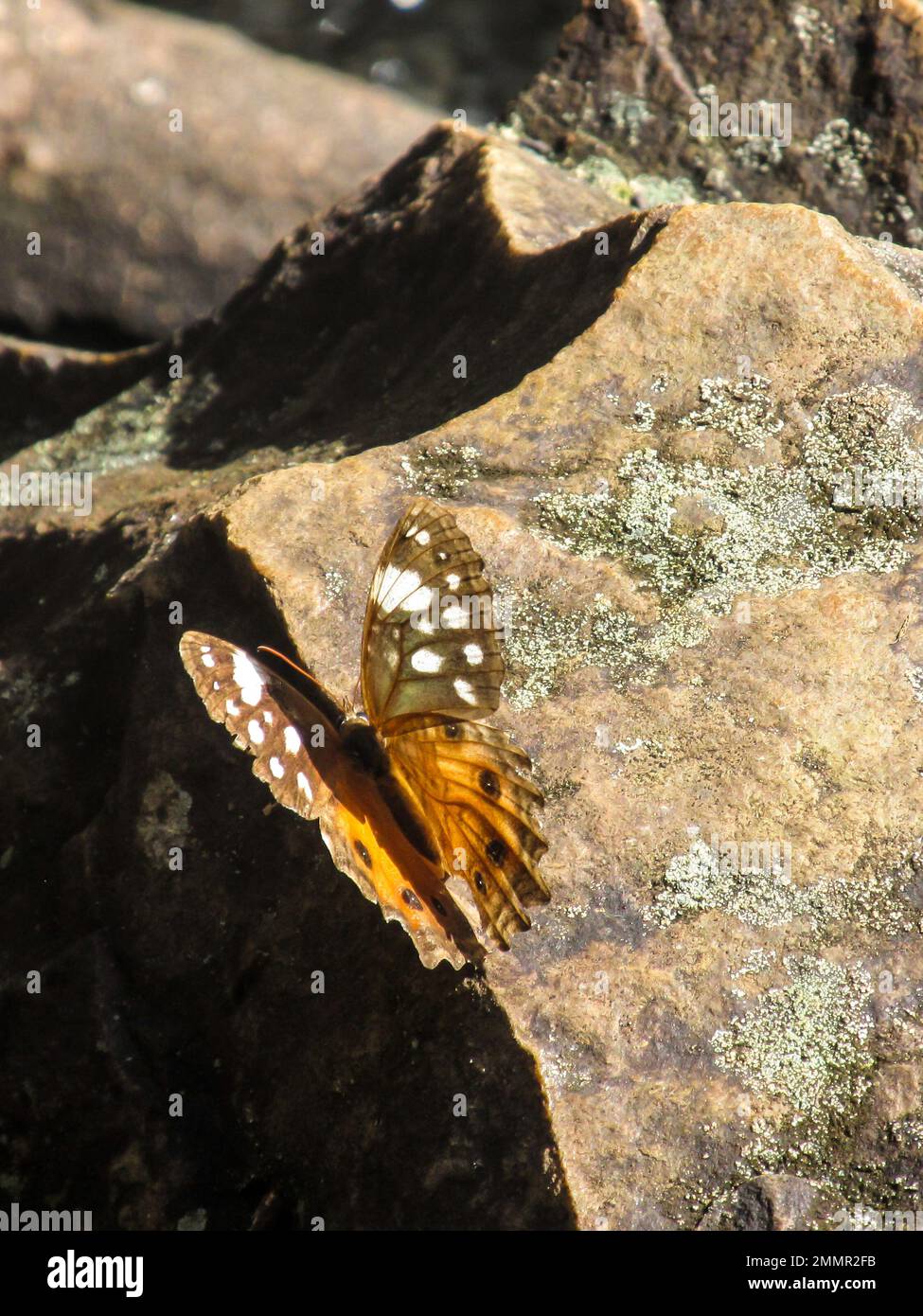 Sonnenlicht, das durch die orangefarbenen und braunen Flügel einer Waldschönheit scheint, Paralethe dendrophilus, eine Art Schmetterling aus Südafrika Stockfoto