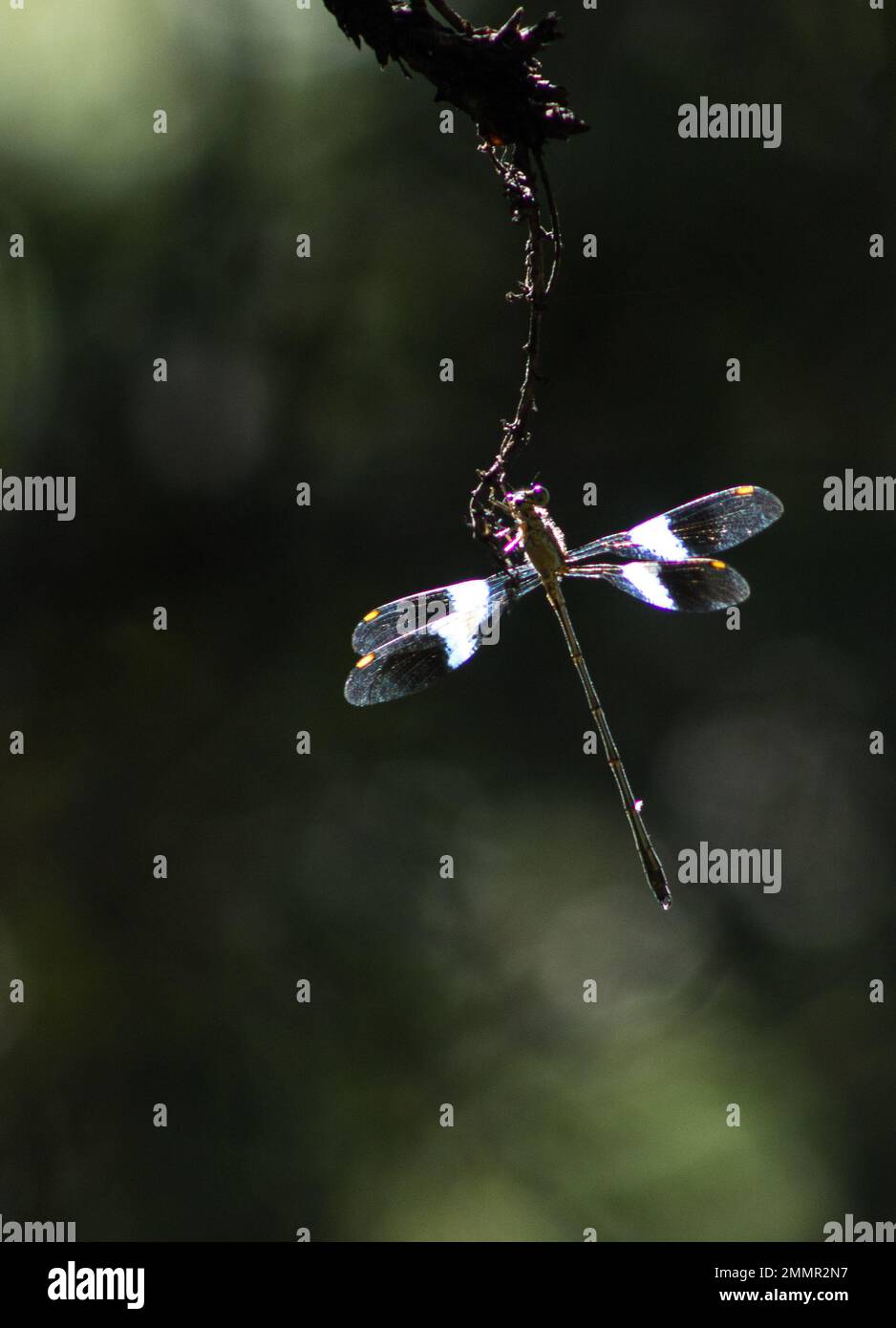 Ein erwachsener, mit Hintergrundbeleuchtung beleuchteter Bergsylph, Chlorolestes fasciatus, hoch oben auf einem kleinen Ast im Golden Gate National Park, Südafrika Stockfoto