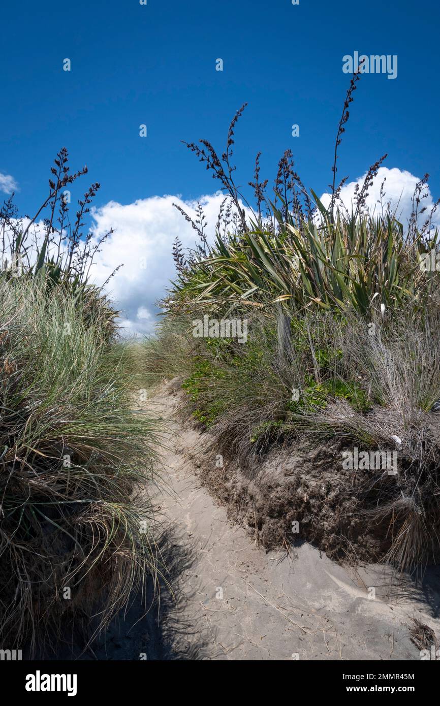 Sandweg durch Dünen zum Strand, Queen Elizabeth Park, Paekakariki, Kapiti District, North Island, Neuseeland Stockfoto