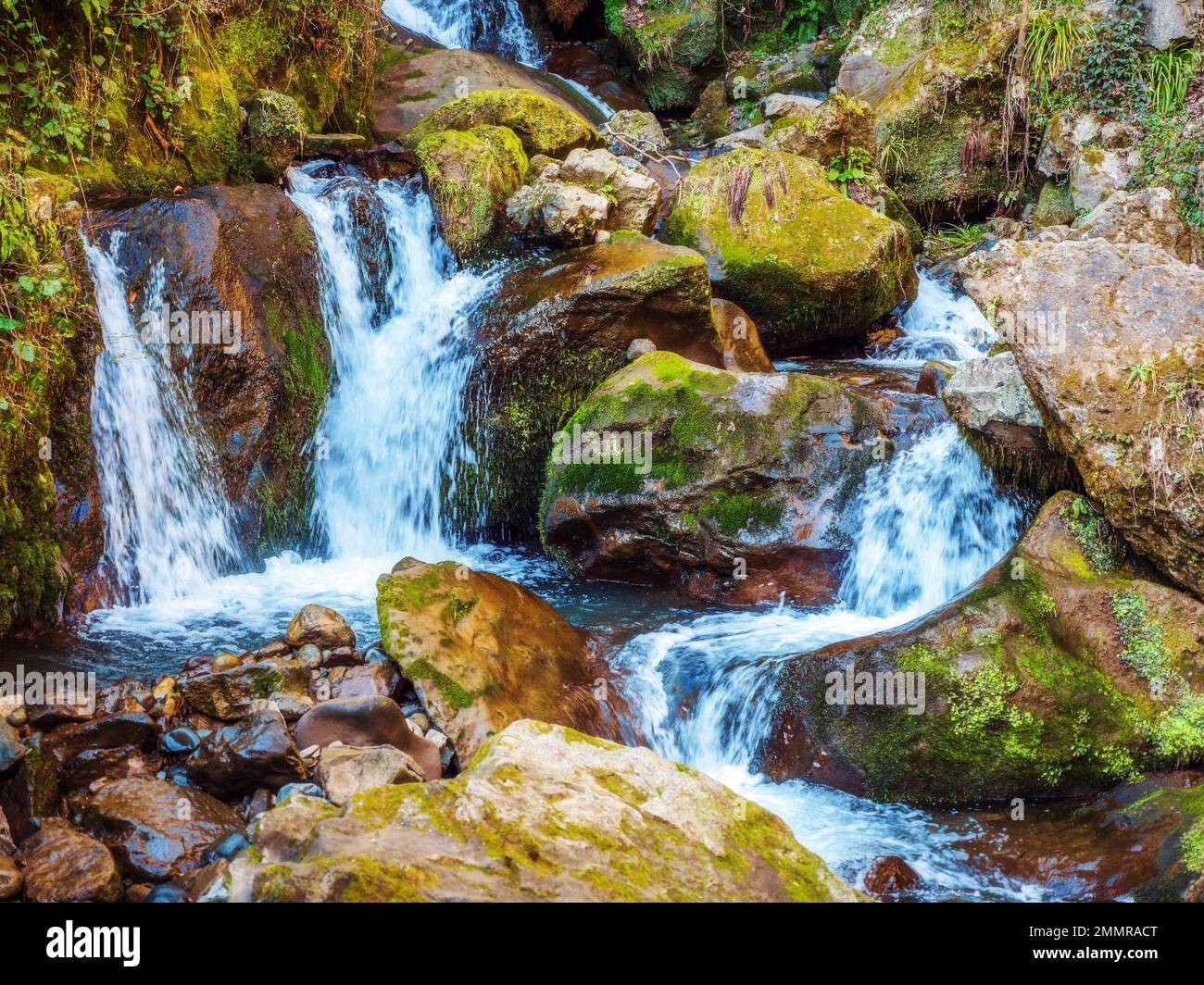 Bergbach oder kleiner Fluss in grünem Wald, getönt Stockfoto