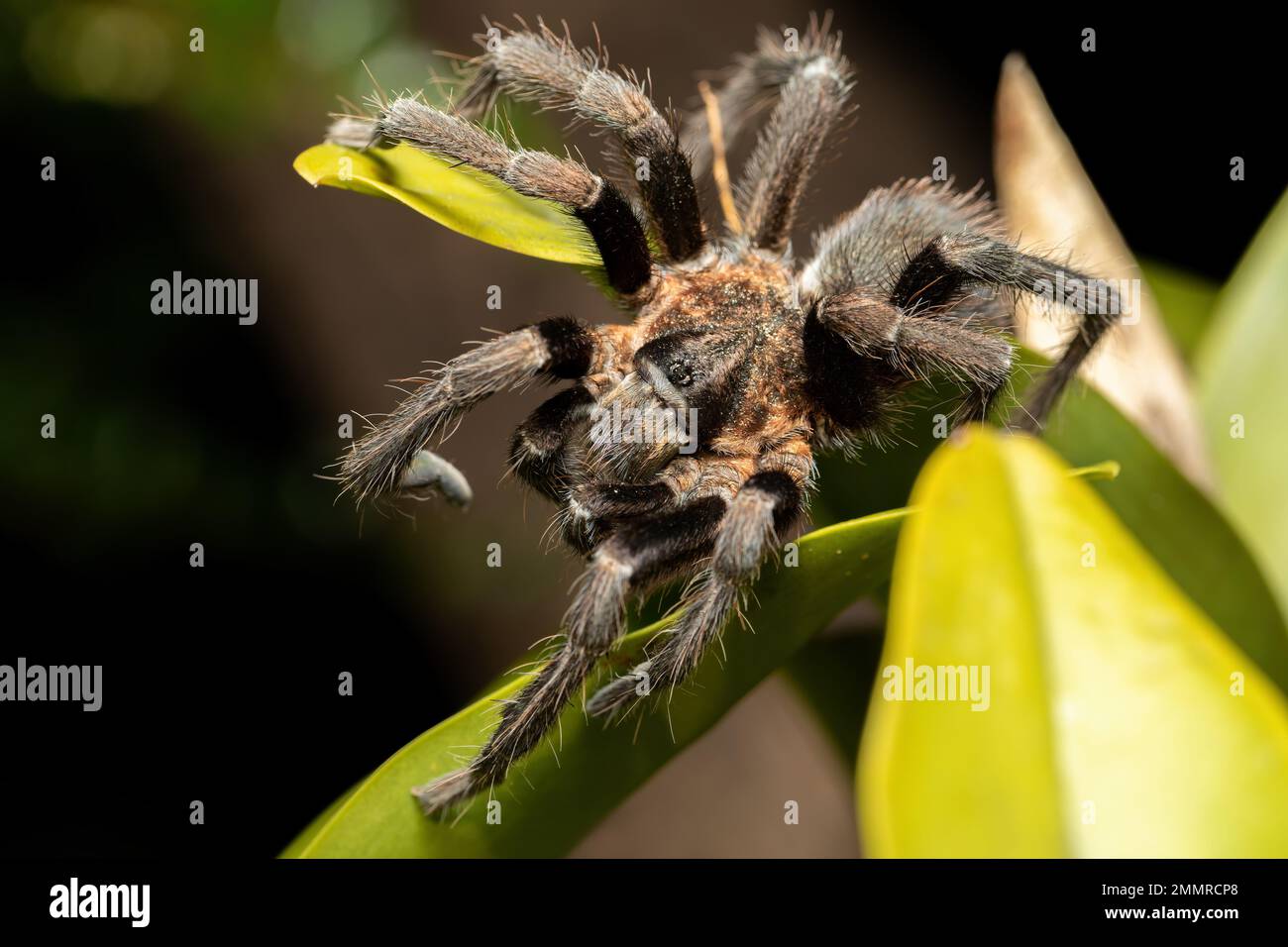 Große, gruselige Spinne, Tarantel-Familienjagd bei Nacht. Tarantula (Sericopelma melanotarsum). Curubande de Liberia, Costa Rica Wildtiere Stockfoto