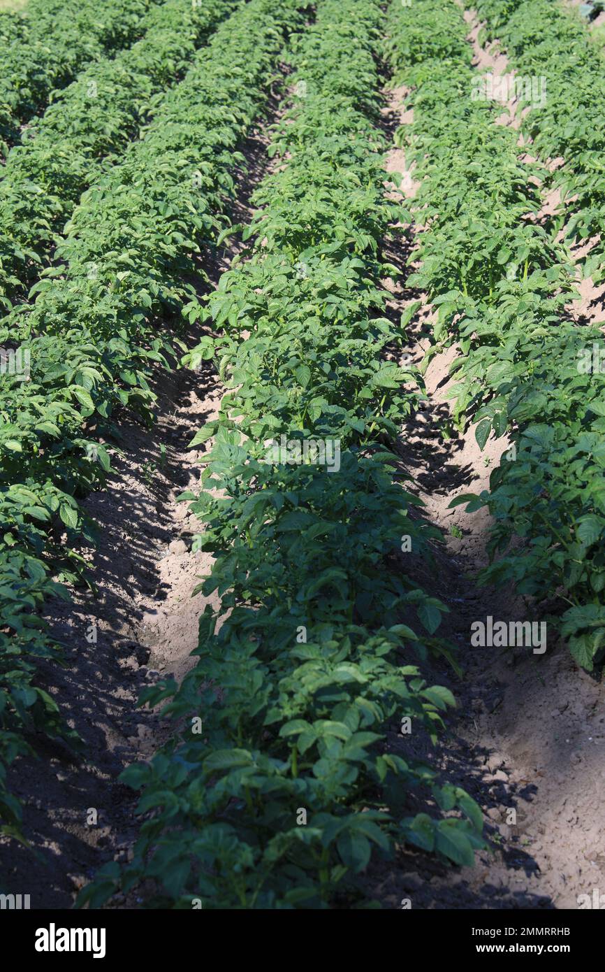 Beete mit Kartoffelstangen im Sommersonnenlicht in vertikaler Ausrichtung Stockfoto