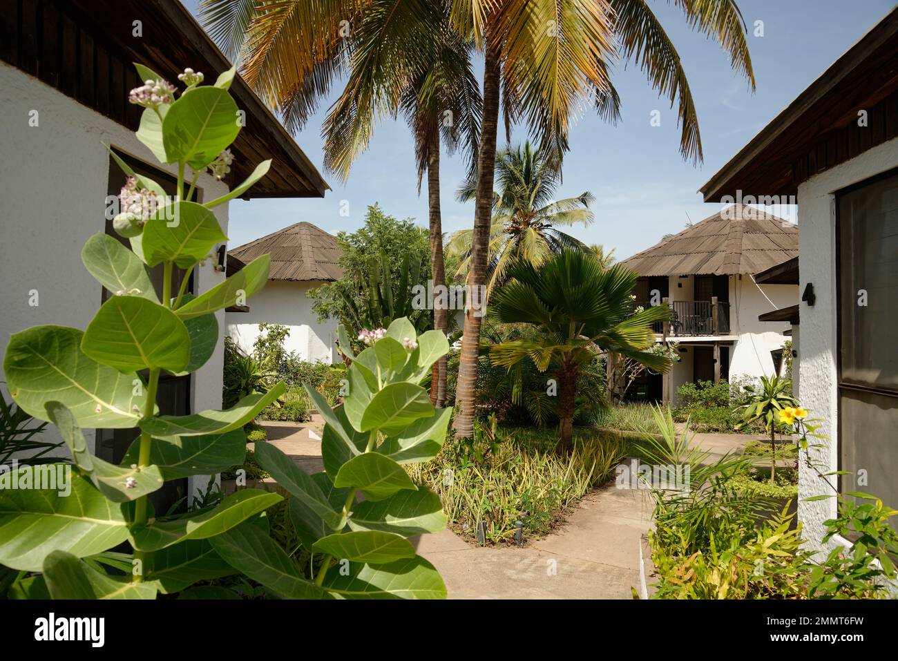 Ein grüner Hotelgarten in Gambia, Westafrika. Eine Vielzahl subtropischer Pflanzen. Stockfoto