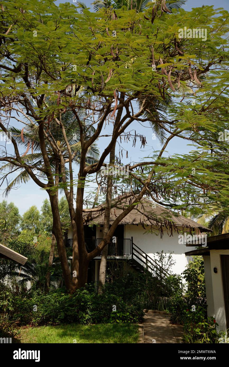 Jacaranda-Baum in Gambia, Westafrika. Weiß bemalte Gebäude dahinter. Stockfoto