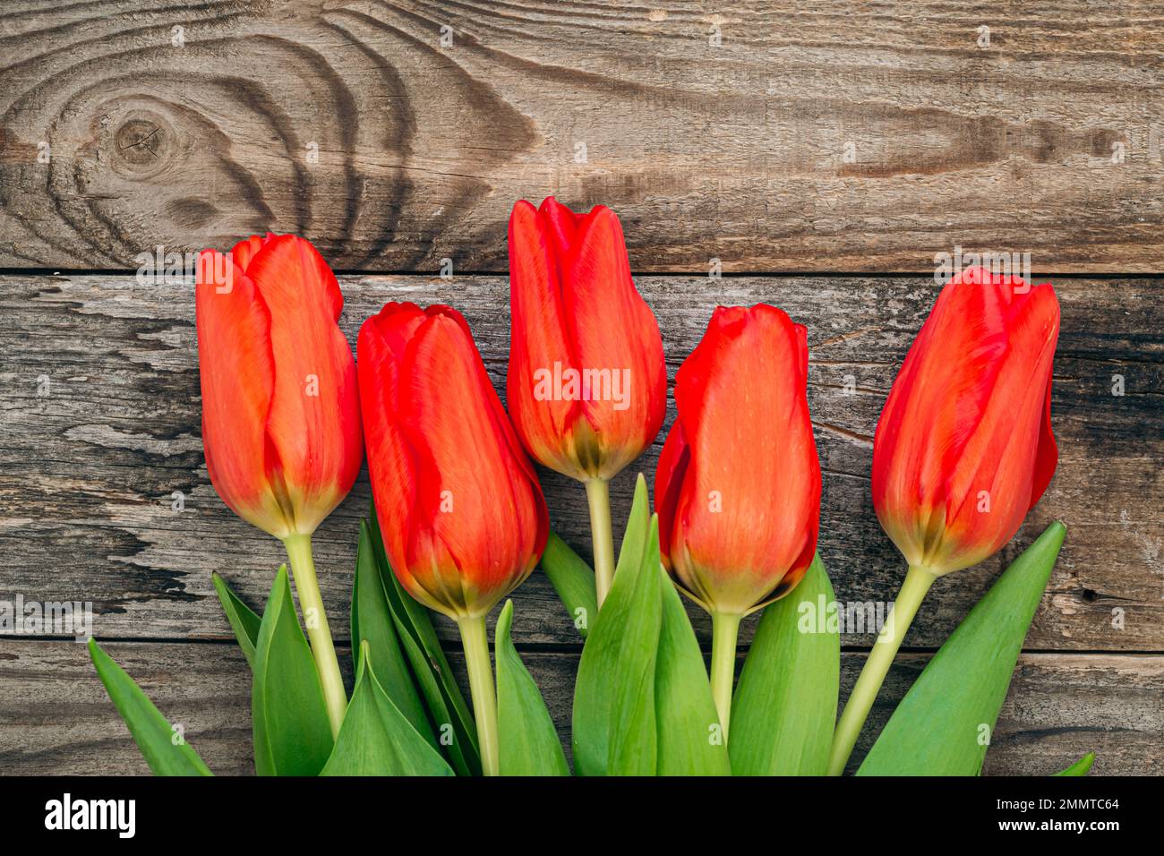 Strauß roter Tulpen auf Holzhintergrund, Draufsicht. Stockfoto