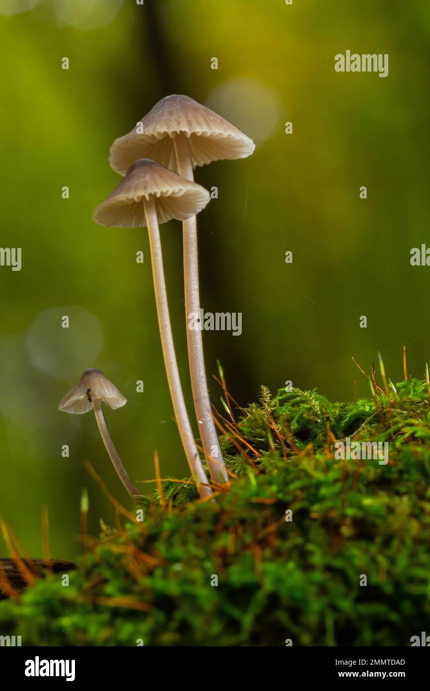 Weiße Pilze im Wald, Mycena Piringa Pilze. Stockfoto