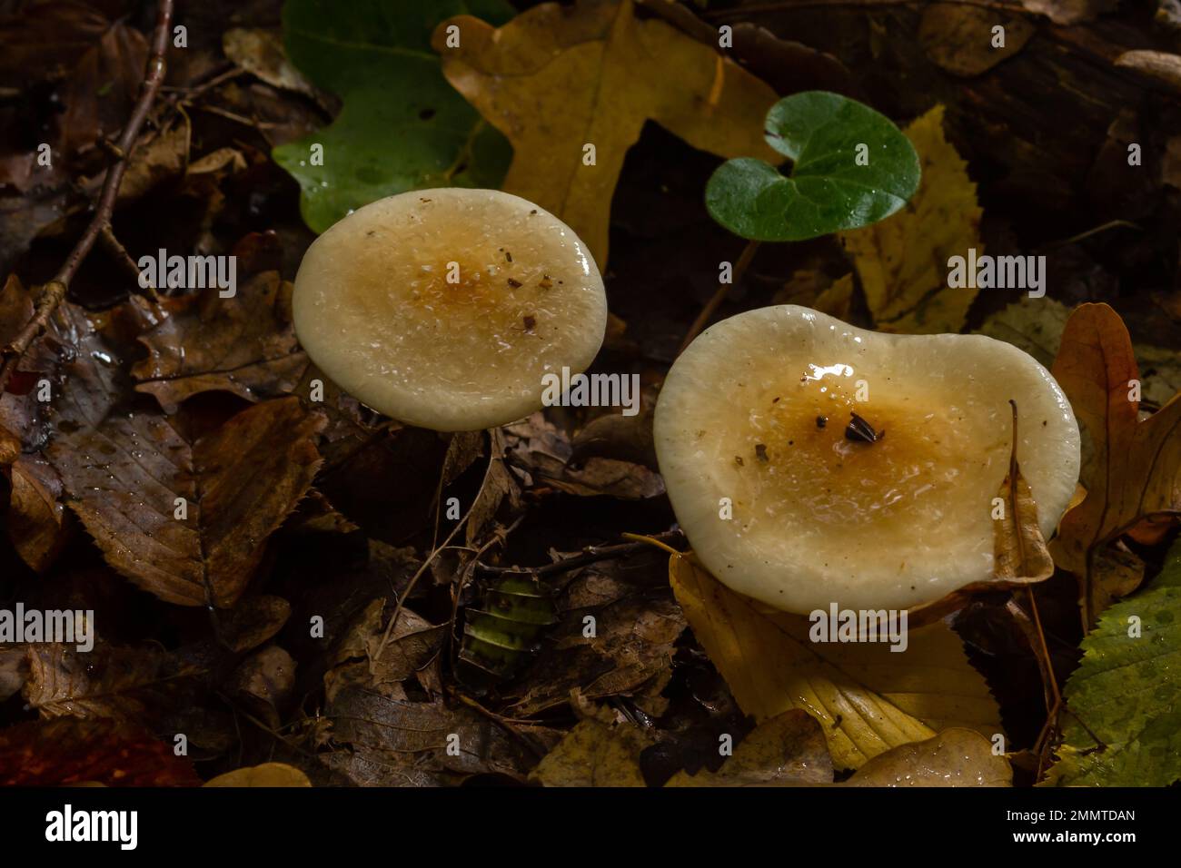 Poison Pie Pilze Hebeloma crustuliniforme wachsen durch die Herbstblätter. Stockfoto