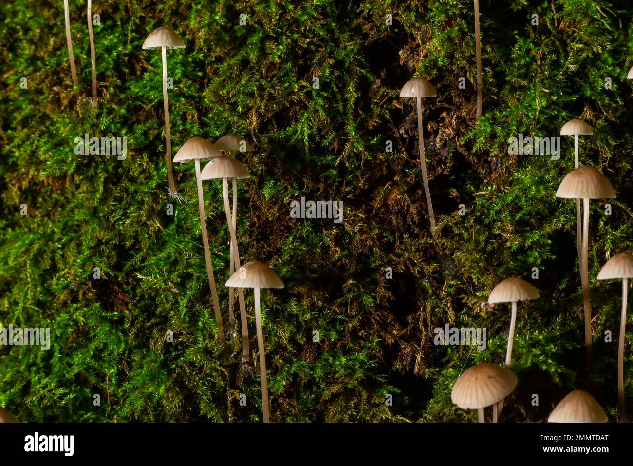 Weiße Pilze im Wald, Mycena Piringa Pilze. Stockfoto