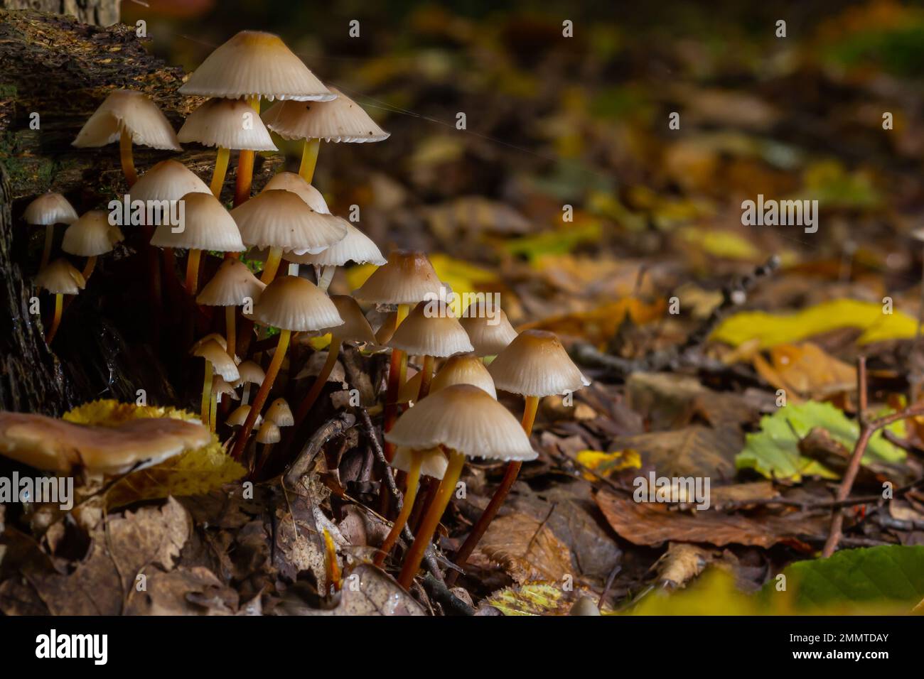 Der Common Bonnet Mycena galericulata ist ein ungenießbarer Pilz, ein faszinierendes Foto. Stockfoto