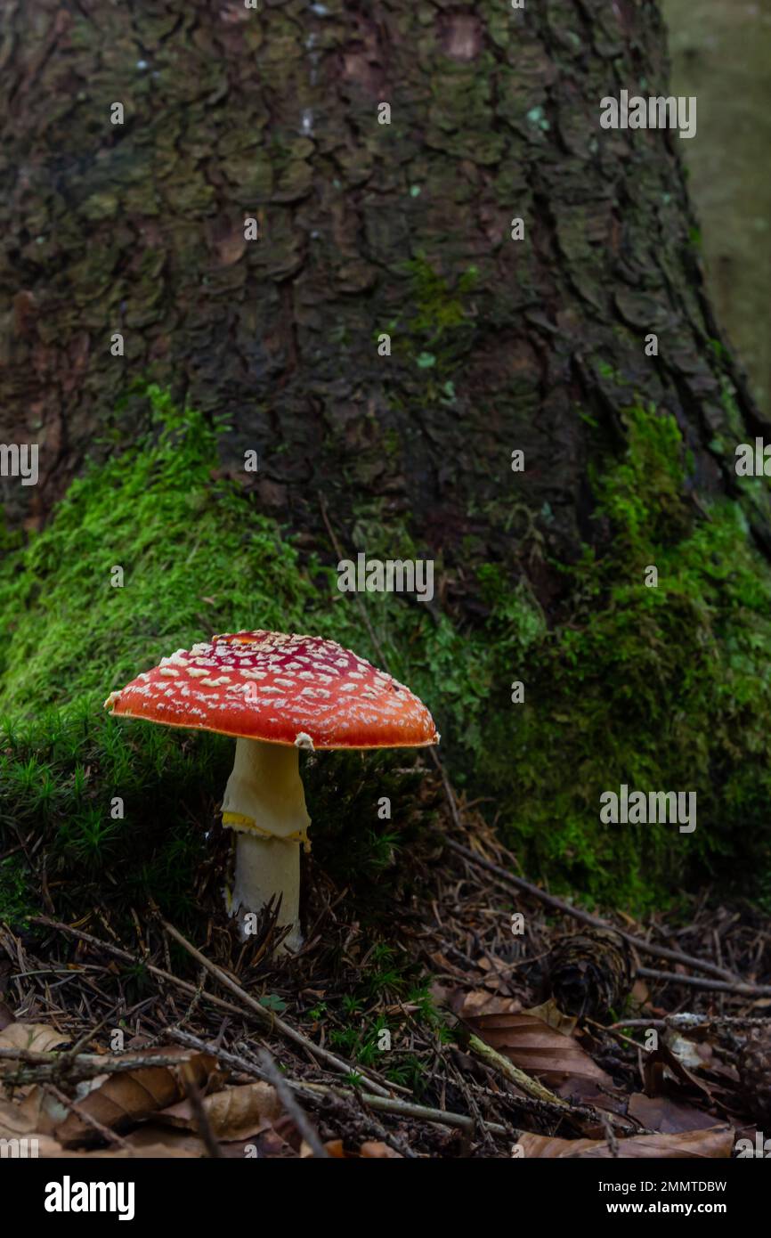 Nahaufnahme eines Amanita-Giftpilzes in der Natur. Amanita-Amanita-Muscaria-Pilze fliegen. Stockfoto