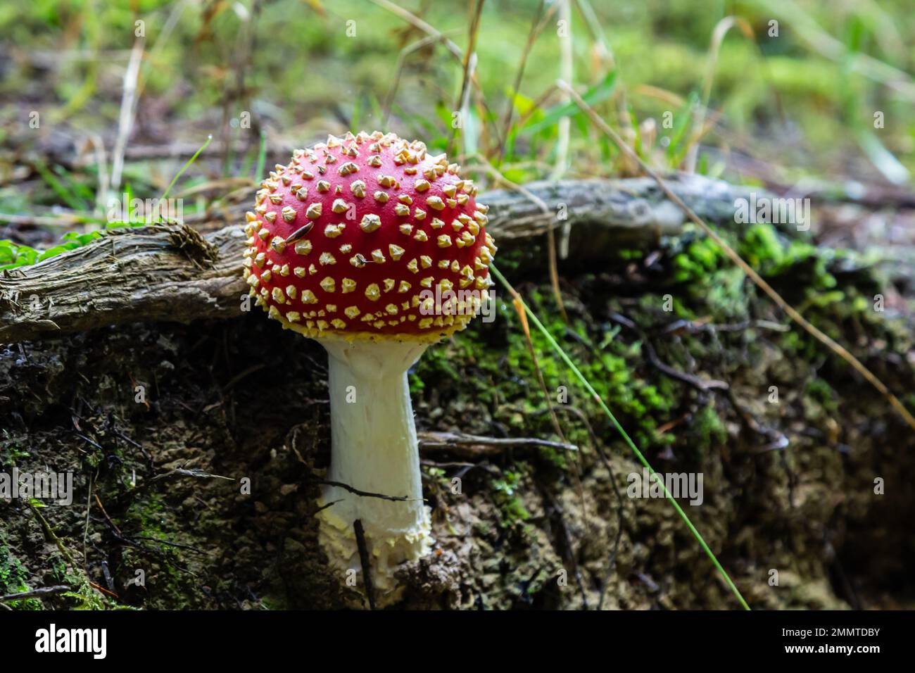 Nahaufnahme eines Amanita-Giftpilzes in der Natur. Amanita-Amanita-Muscaria-Pilze fliegen. Stockfoto