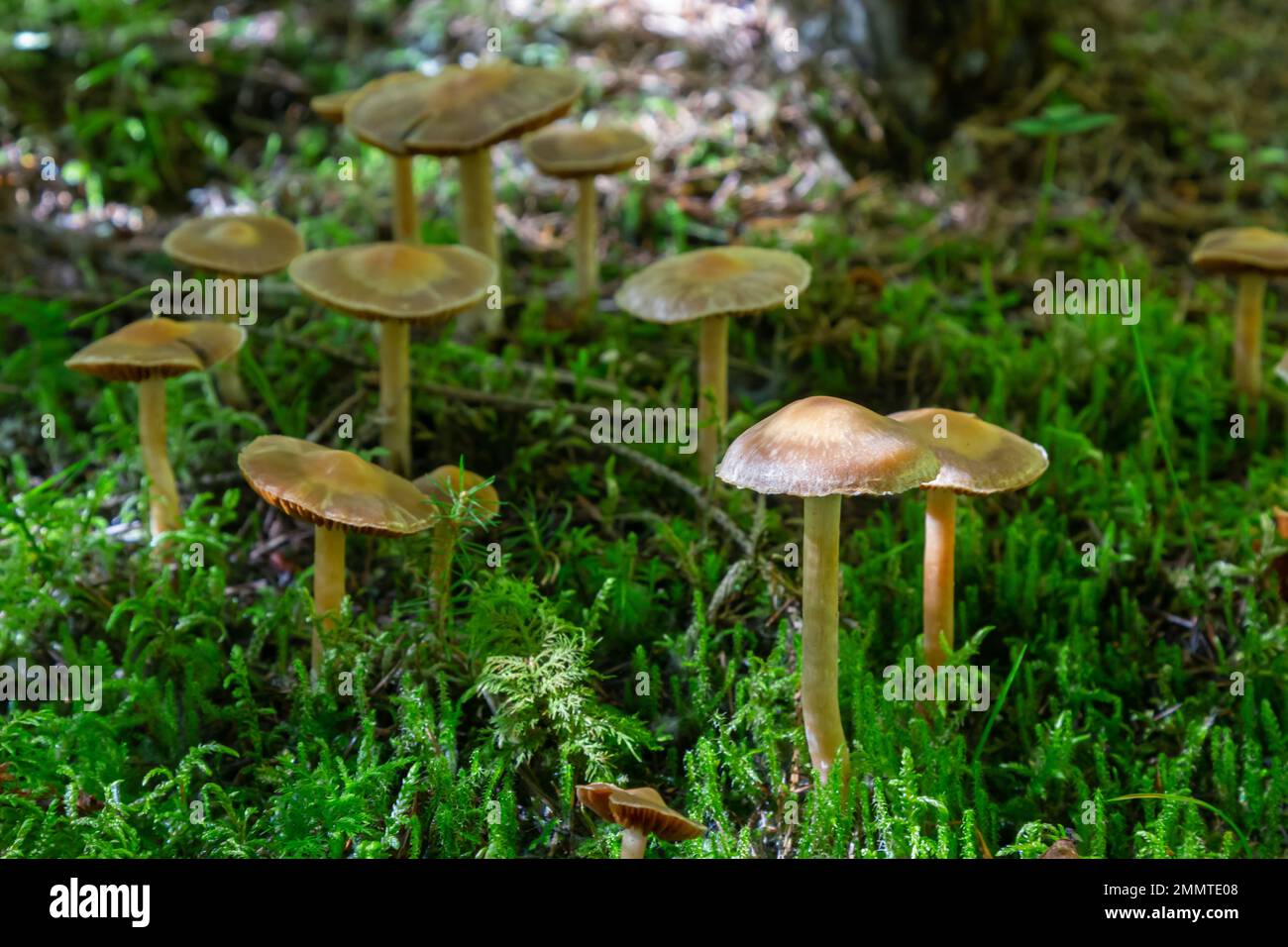 Gymnopus hariolorum-Pilze auf dem alten Stumpf. Stockfoto