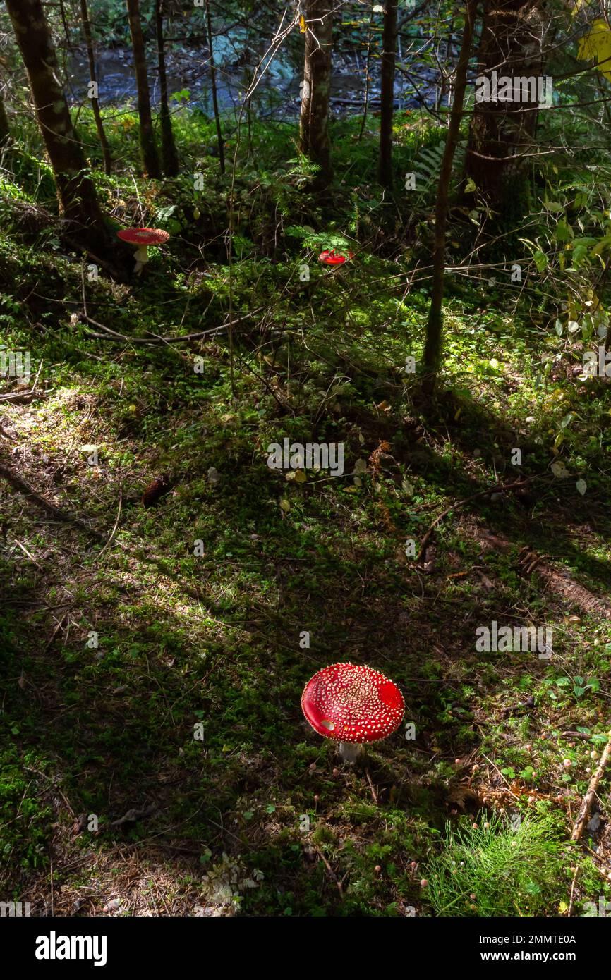 Amanita Muscaria, giftige Pilz. Bild ist im natürlichen Wald Hintergrund berücksichtigt. Stockfoto