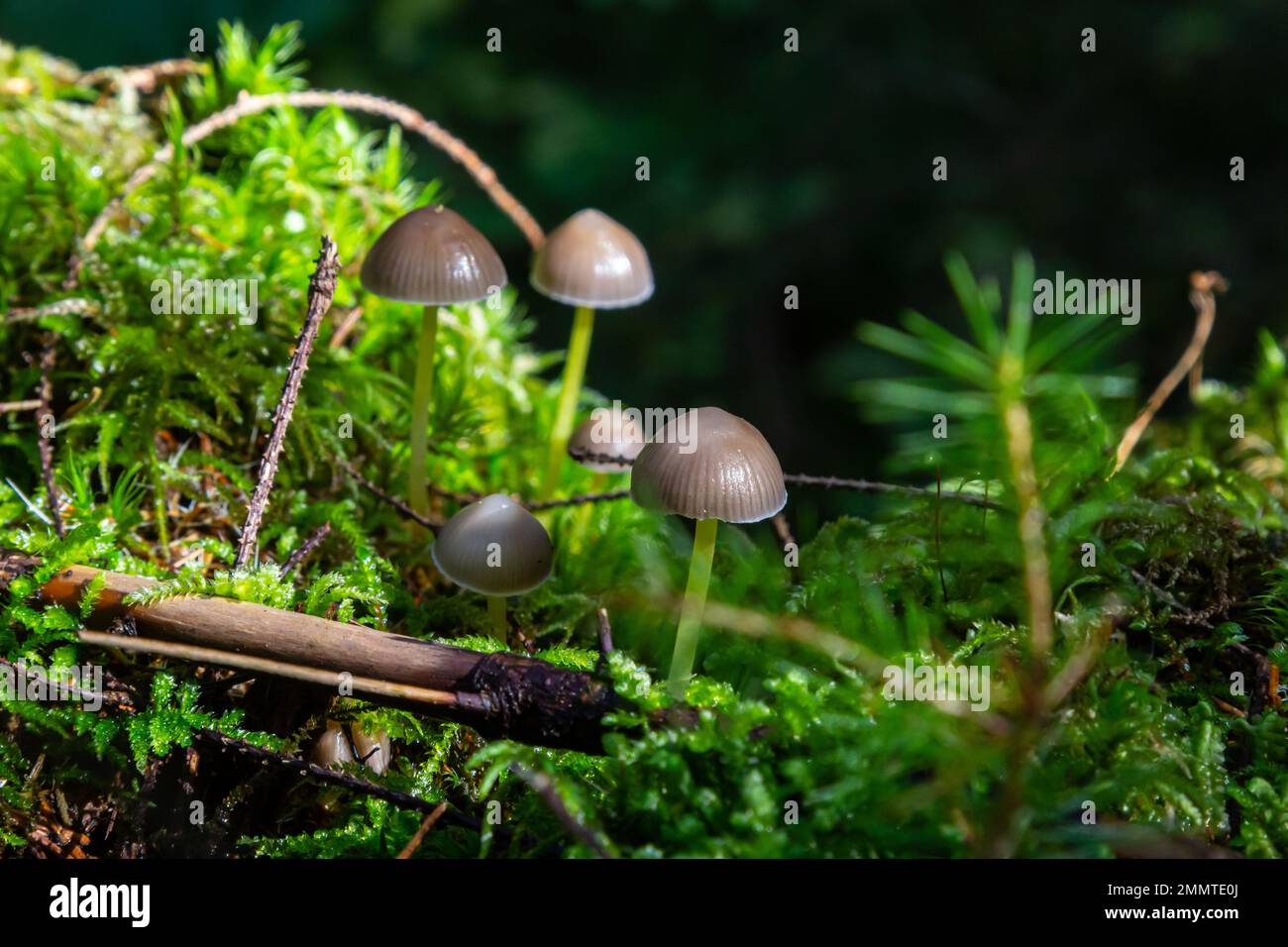 Pilze Mycena galopus wächst auf grünem Moos im Wald. Stockfoto