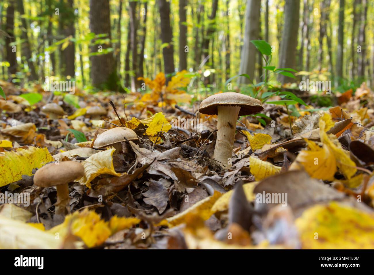 Kleine Gassy Webcap, Cortinarius traganus, giftige Pilze in Waldnahaufnahmen, selektiver Fokus, flacher Freiheitsgrad. Stockfoto