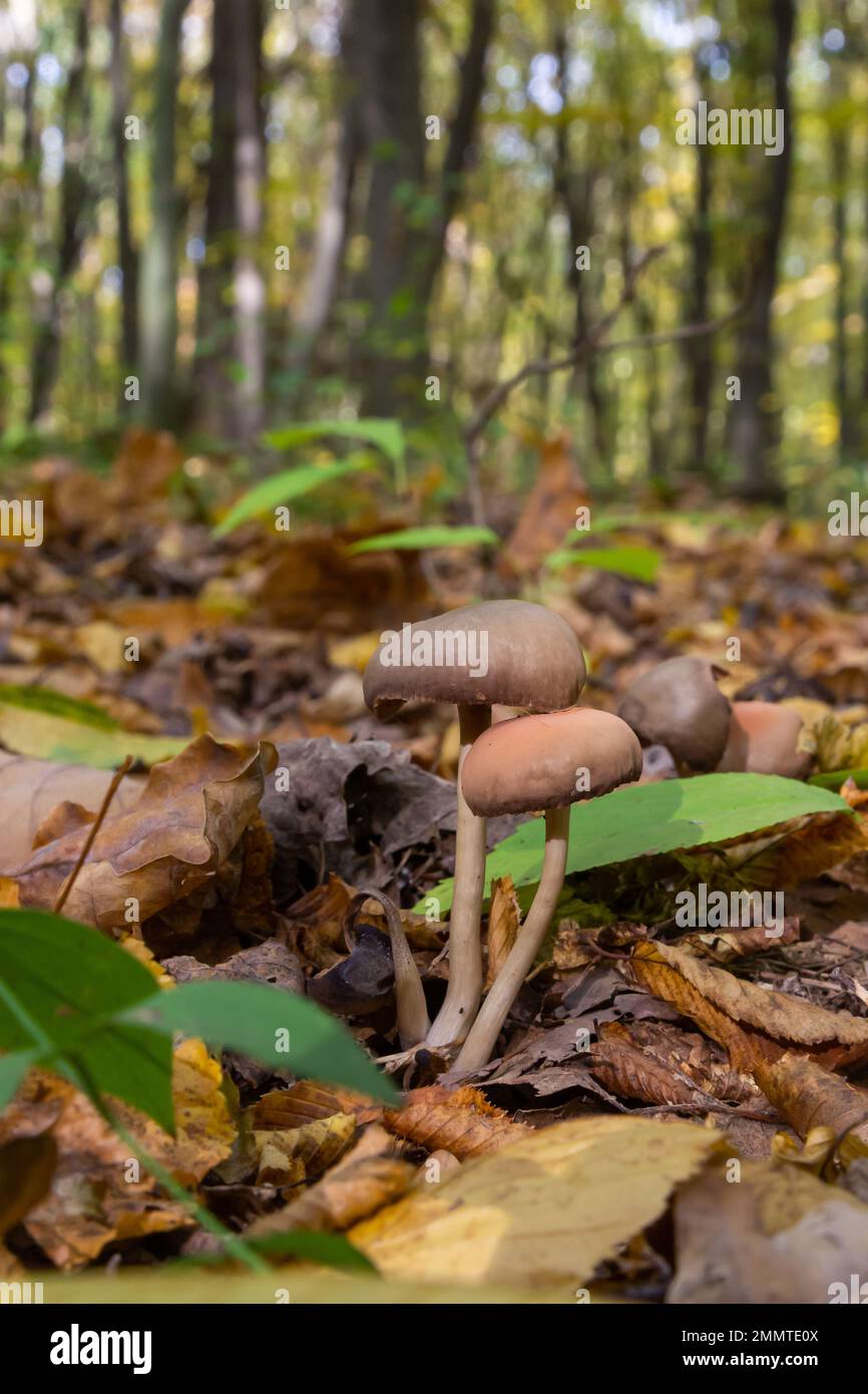 Nahaufnahme einiger Psathyrellaceae oder spröder Stämme eine Pilzfamilie auf einem grünen Moos. Stockfoto