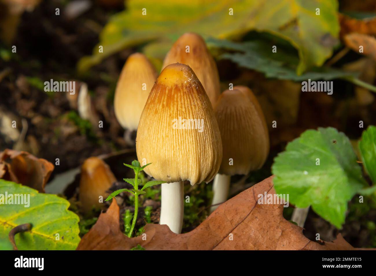 Zahlreiche Ocker Coprinellus micaceus oder glitzernde Inkcap-Pilze in einem Wald mit Moos. Stockfoto