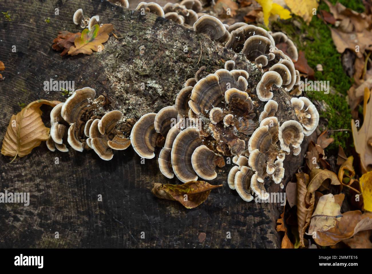 trametes versicolor, auch bekannt als coriolus versicolor und Polyporus versicolor Pilze. Stockfoto
