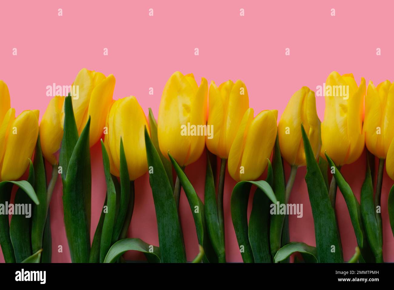 Blumenzusammensetzung. Gelbe Tulpenblüten auf pinkfarbenem Hintergrund. Frühlings- und Sommerkonzept Stockfoto