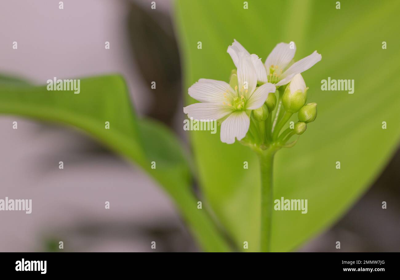 Venus Flytrap in voller Blüte: Nahaufnahme weißer Blumen auf Fleischfresser Stockfoto