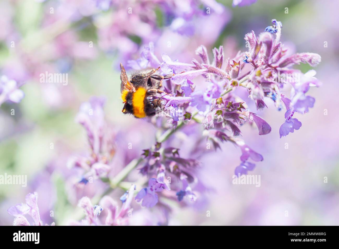 Honigbiene sammelt Nektar von violetten Blüten, Sommerwiesen, verschwommener Hintergrund Stockfoto