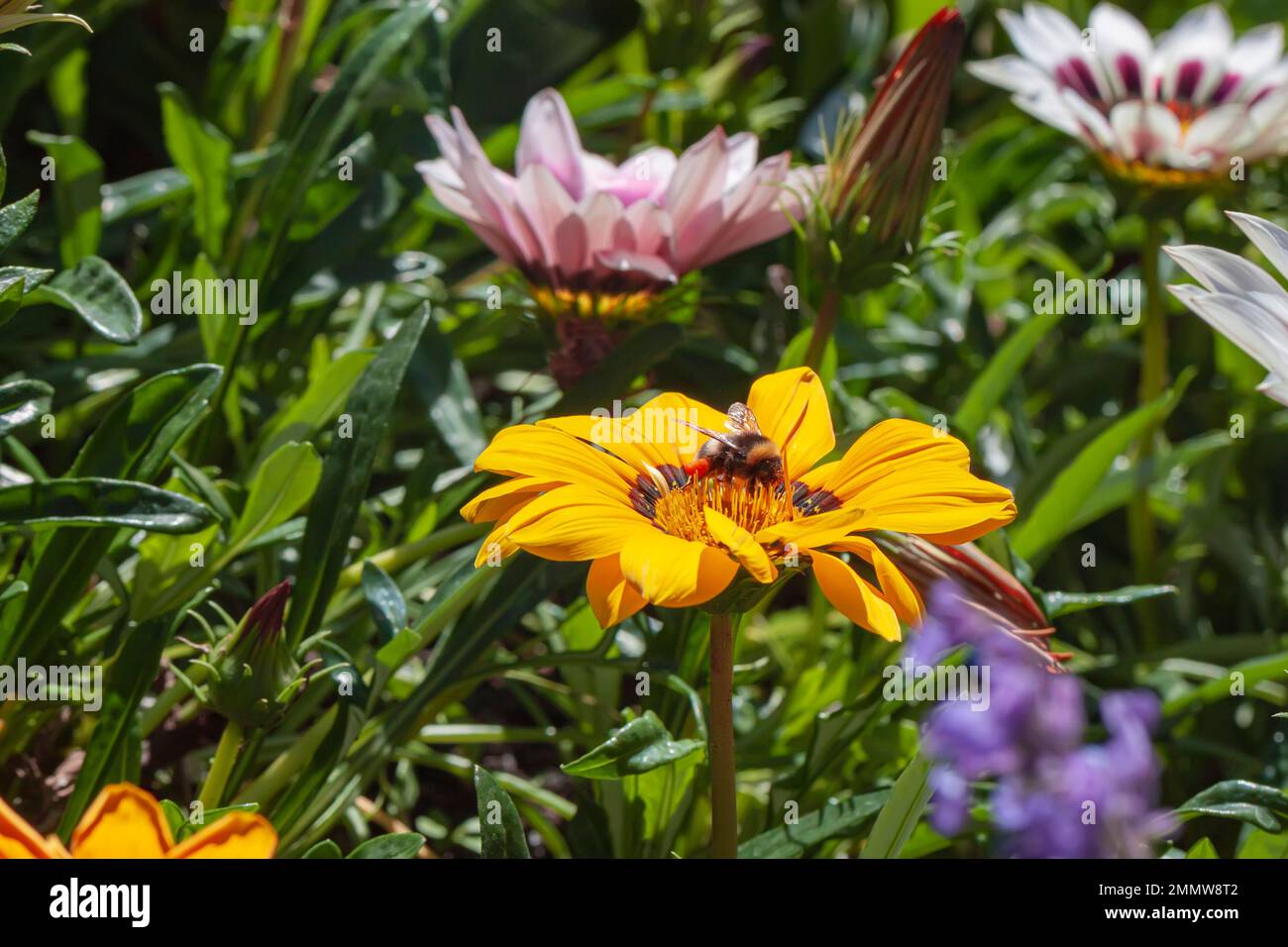 Honigbiene bestäubt Pollen auf gelber Blume an sonnigen Tagen. Natürlicher Sommerhintergrund Stockfoto