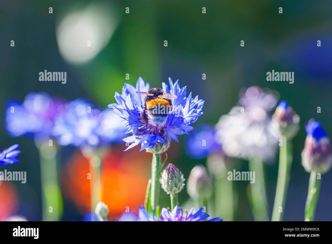 Honigbiene bestäubt zentaurea-Blüte, flacher Fokus, verschwommener Hintergrund Stockfoto