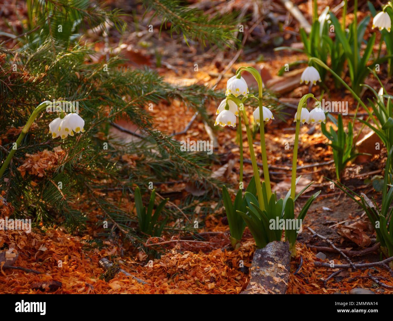 Ein Haufen Schneeflocken im Sommer. Blumiger Hintergrund im Wald Stockfoto