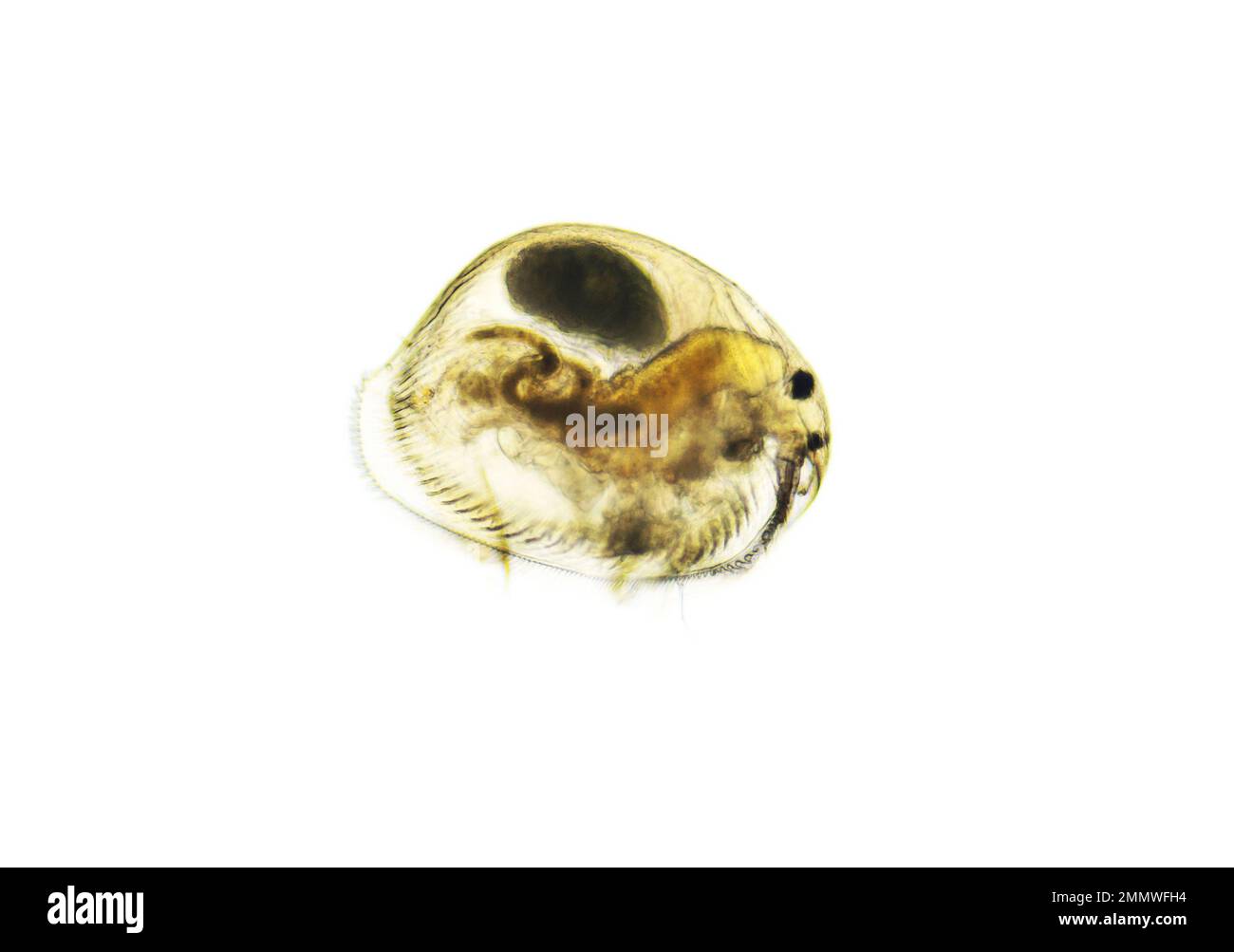 Ostracod ist ein kleines Krustentier, das in einem Süßwasserteich gefunden wird. Zooplankton, Mikrokrebse unter dem Lichtmikroskop. 100-fache Vergrößerung, Mikro Stockfoto