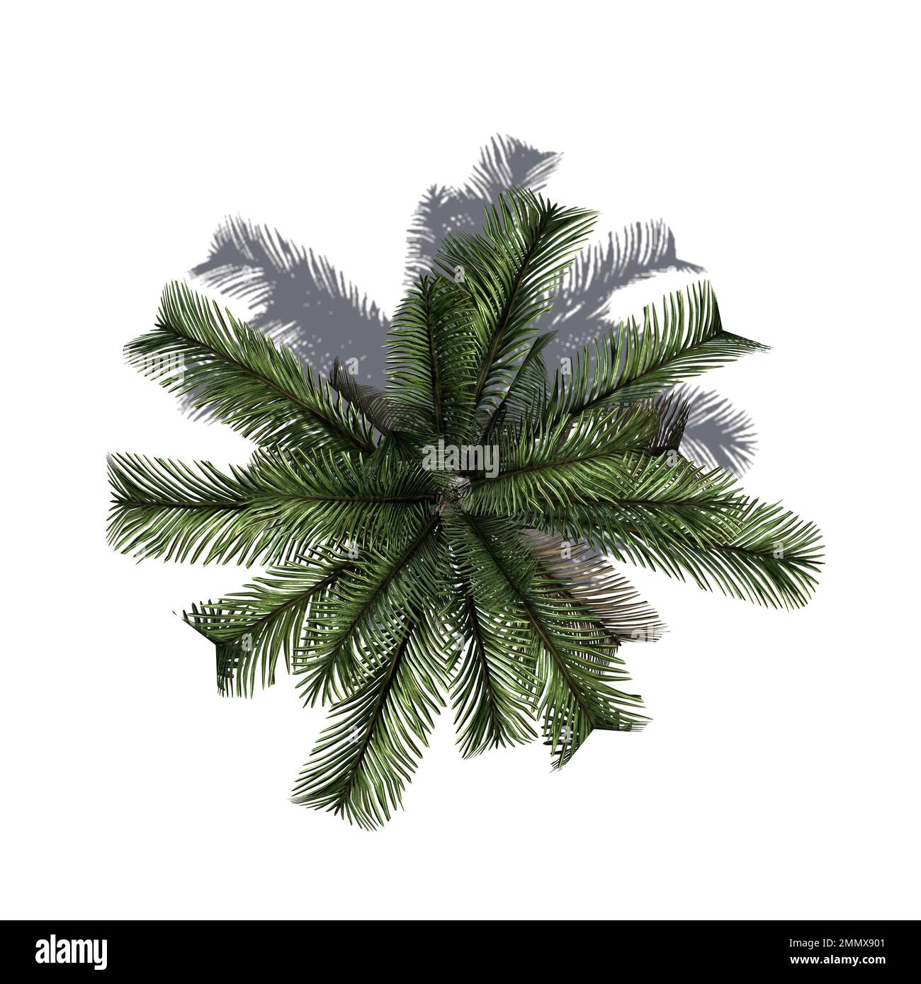 Dattelpalme mit Schatten isoliert auf weißem Hintergrund - Draufsicht - Verwendung für Architektur- oder Gartendesign - 3D-Illustration Stockfoto