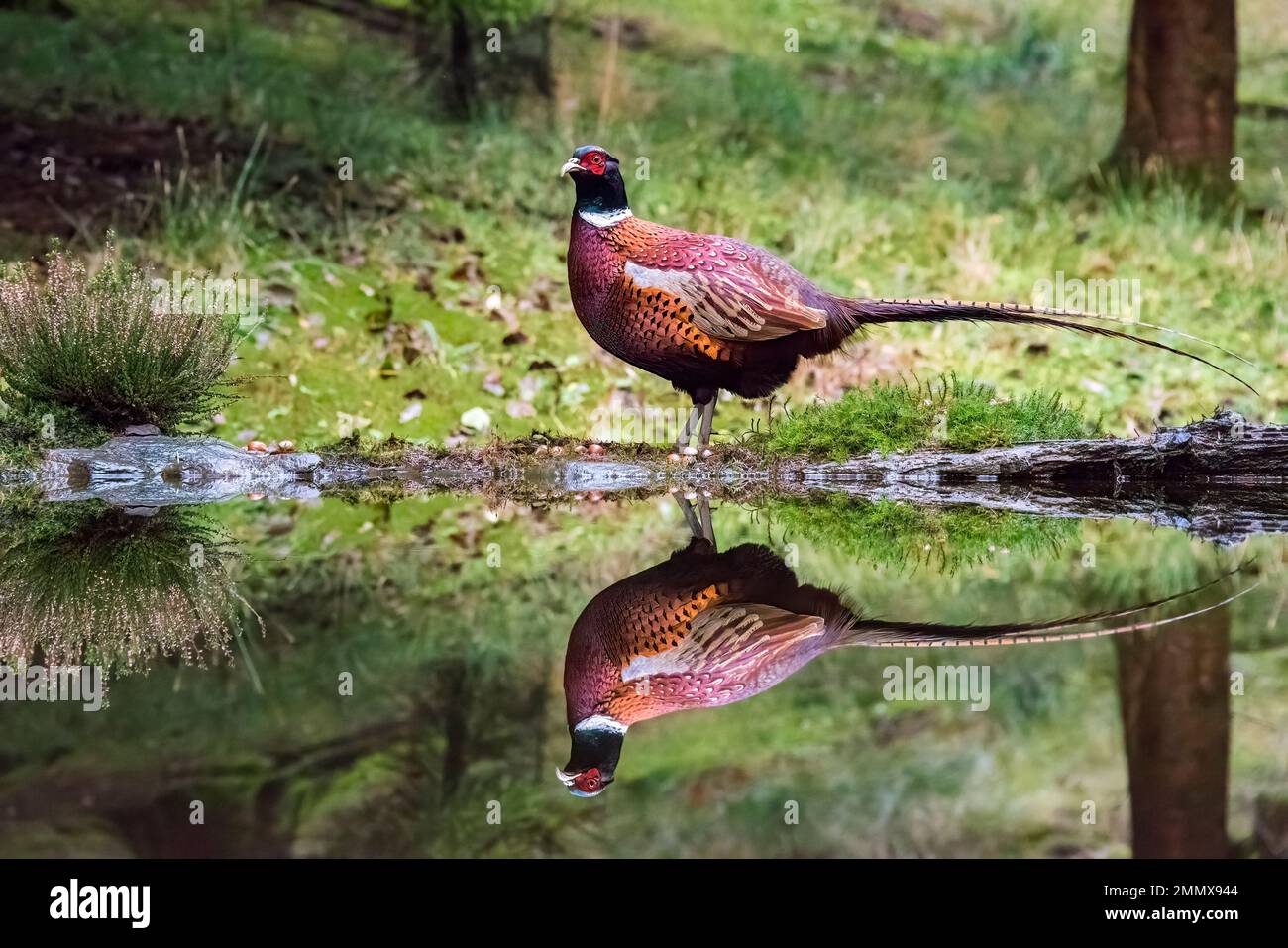 Fasanenspiegelung im Teich in Waldlandschaft. Stockfoto