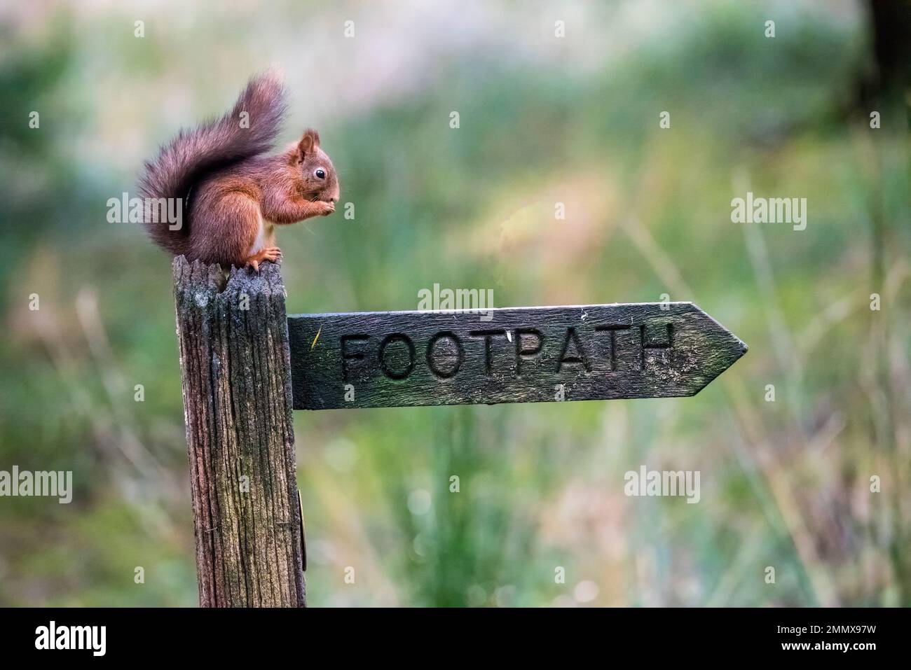 Ein Eichhörnchen, das eine Nuss knabbert, hoch oben auf einem öffentlichen Wegweiser für einen Fußweg, in Yorkshire, England. Stockfoto