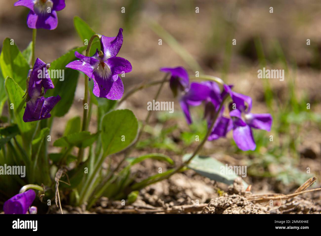 Viola odorata. Duftend. Violetter Blütenwald blüht im Frühling. Die erste Frühlingsblume, lila. Wilde Veilchen in der Natur. Stockfoto