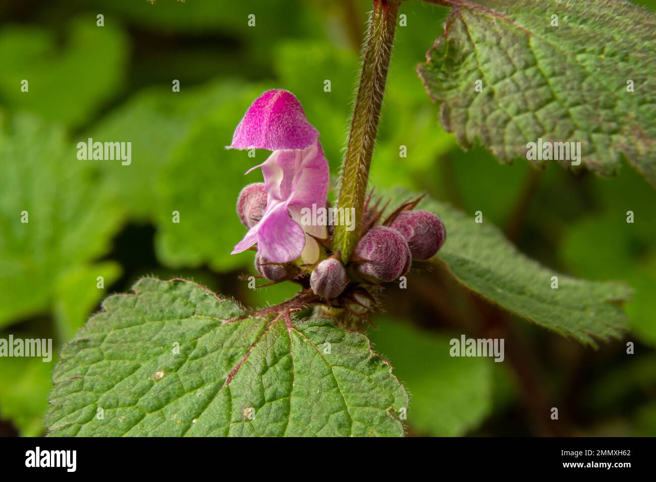 Blühendes Lamium maculatum roseum, gefleckter Hase, gefleckter toter Nesseln, lilafarbener Drache. Stockfoto