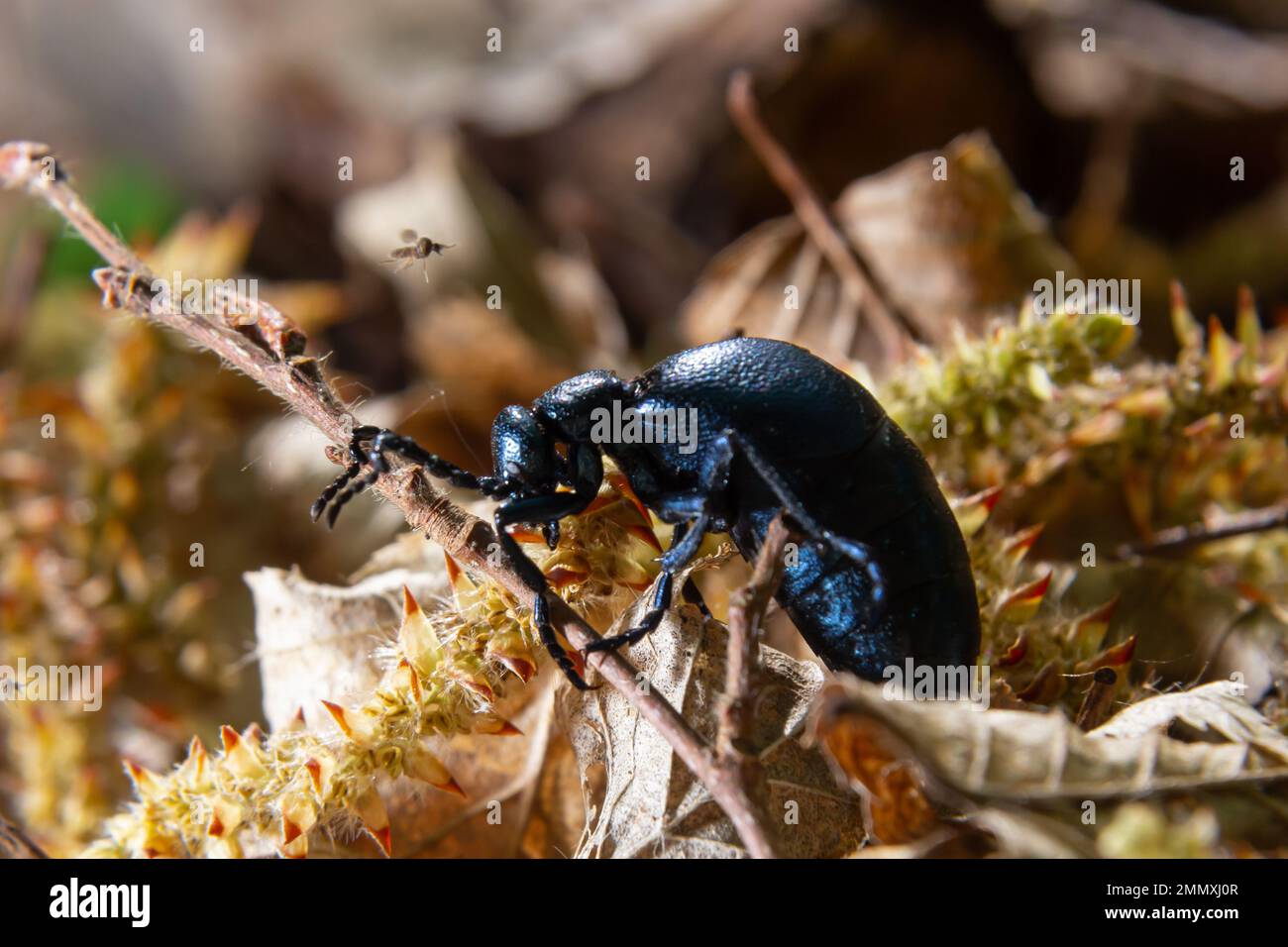 Der violette Ölkäfer Meloe violaceus ist eine Art Ölkäfer, die zur Familie Meloidae gehört. Diese Käfer sind in den meisten Teilen Europas, in EA, zu finden Stockfoto