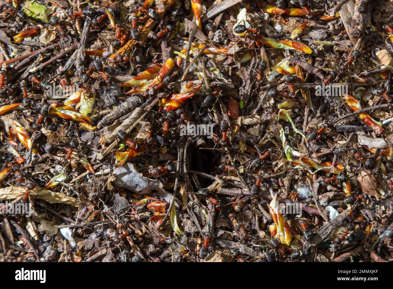 Formica rufa, auch bekannt als die rote Holzameise im Frühling. Stockfoto
