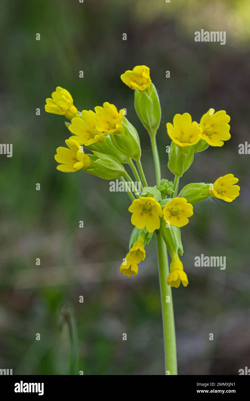 Primula veris ist eine mehrjährige krautige Blütenpflanze der Primrose-Familie Primulaceae. Die Art ist in den meisten Teilen des gemäßigten Europas einheimisch. Stockfoto