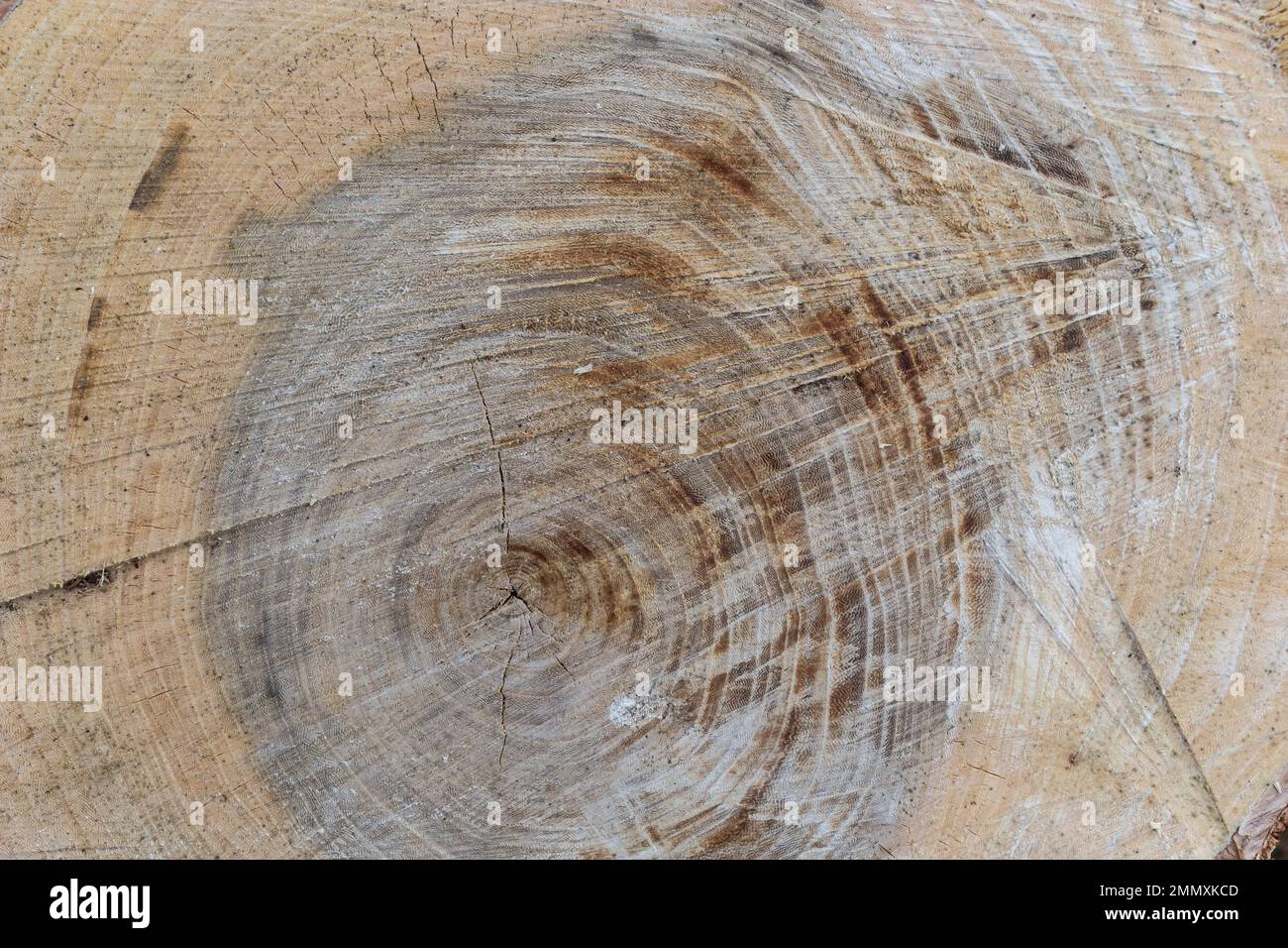 Woodiness Growth Ring, Nahaufnahme des Fotos. Holzbohlen Hintergrund. Rindenholz. Stockfoto