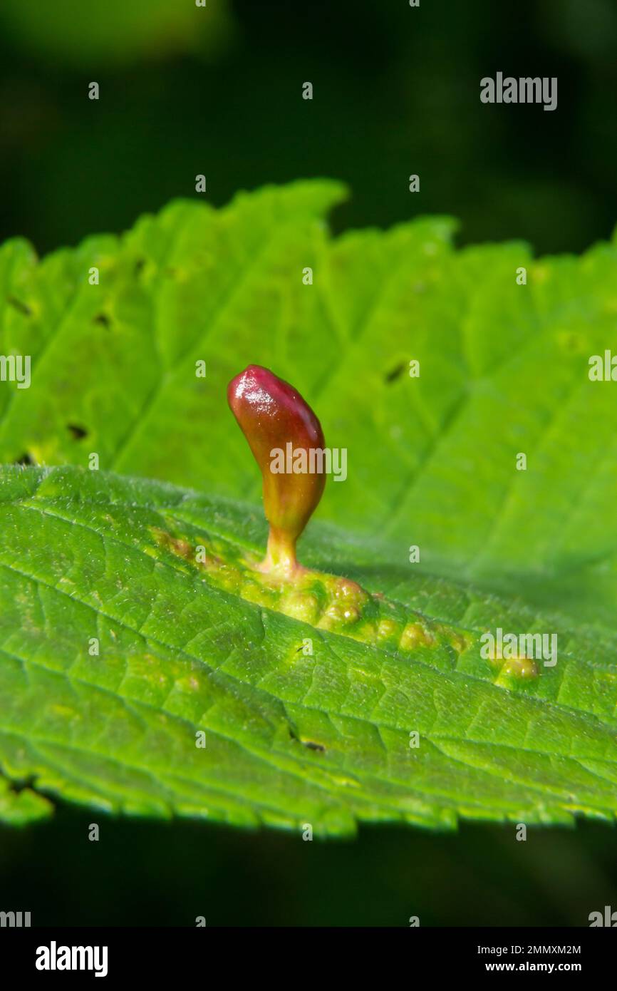 Parasitäre Pflanzen auf den Blättern von Kalkbäumen. Röhrenwucherungen an den Blättern des Lindenbaumes. Stockfoto