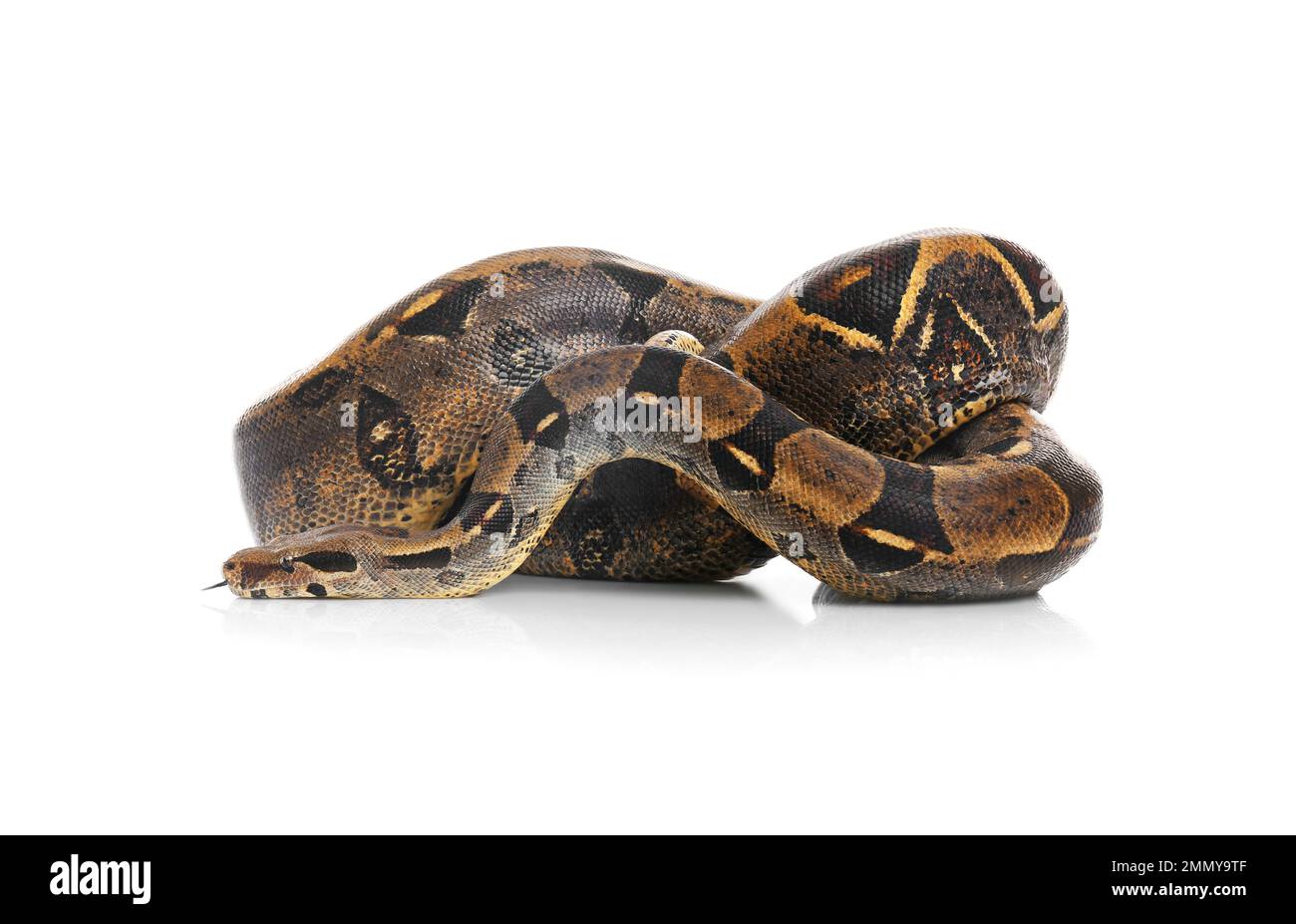 Braune Boa Constrictor auf weißem Hintergrund. Exotische Schlange Stockfoto