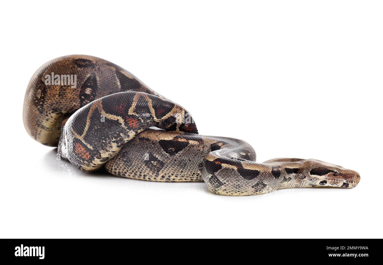 Braune Boa Constrictor auf weißem Hintergrund. Exotische Schlange Stockfoto